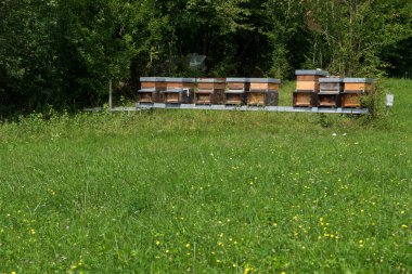 Satır bal çayırda