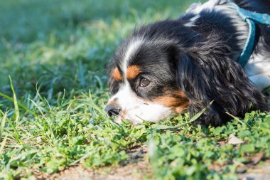 Süvari Köpeğinin Portresi