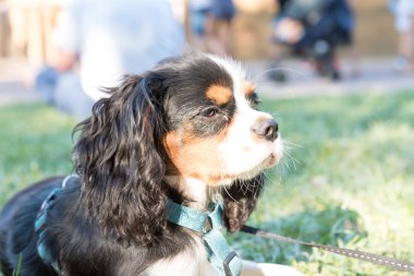 Süvari Köpeğinin Portresi