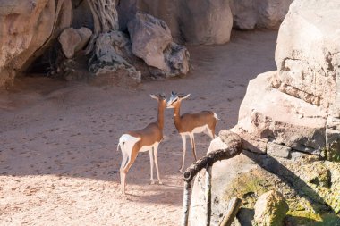 Güzel springbok antilop görünümü