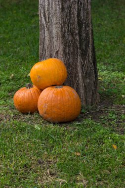 Cadılar Bayramı partisi için turuncu kabak