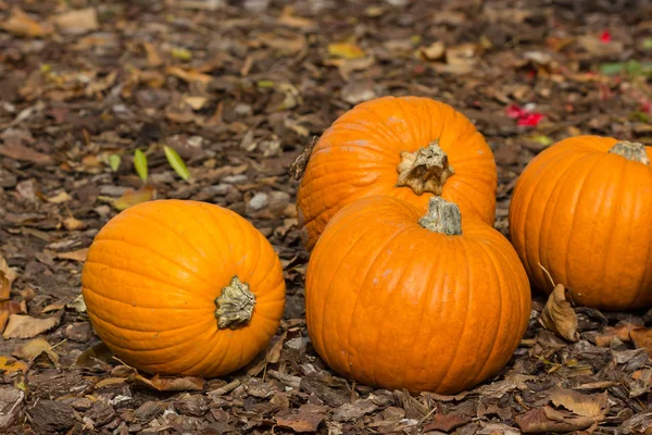 Pomarańczowe Dynie Halloween Party — Zdjęcie stockowe