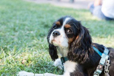 Süvari görüşünün portresi