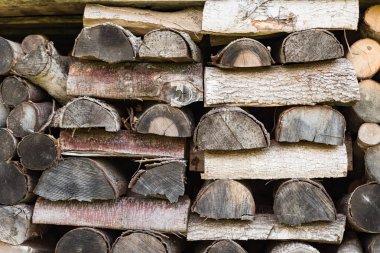 Kesik ahşap gövde dokusu