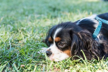 Süvari görüşünün portresi