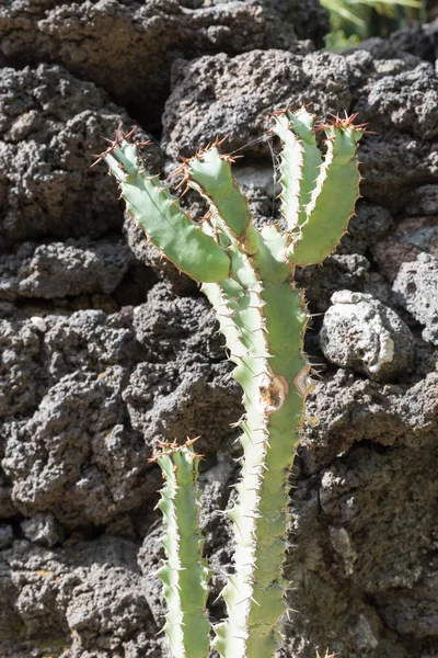 Botanischer Garten Von Catania Sizilien — Stockfoto