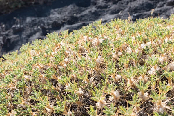 Etna Táj Catania Szicília Olaszország — Stock Fotó