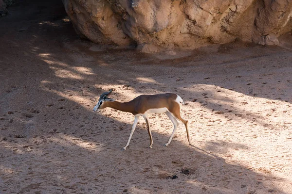 Beautiful Springbok Antelope View — Stock Photo, Image