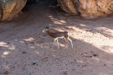 Güzel springbok antilop görünümü
