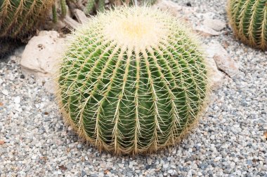 Sicilya Botanik Bahçesi