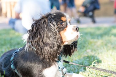 Cavallierking closeup portresi