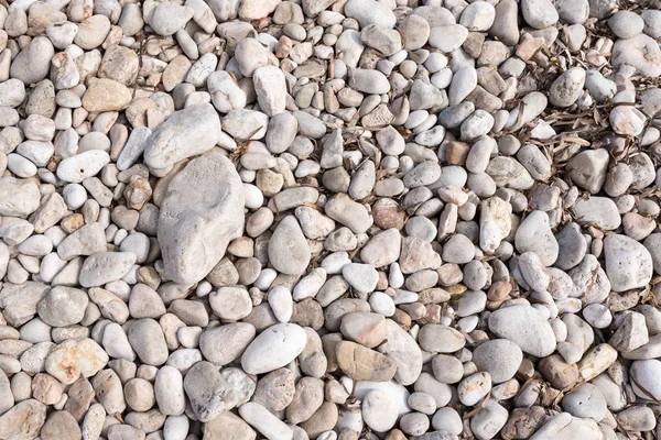 石を見ながら海岸を — ストック写真