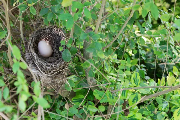 Nido Aves Con Huevo — Foto de Stock