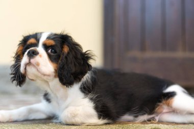 Tatlı Cavalierking köpek yavrusu görünümü