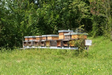 Satır bal çayırda