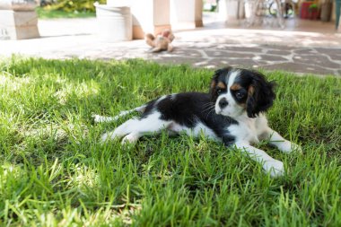 Cavalierking charles spaniel görünümü