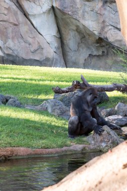 Nehri yakınında güzel goril