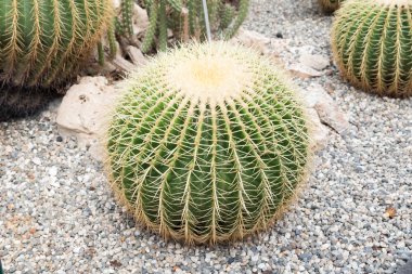 Sicilya Botanik Bahçesi