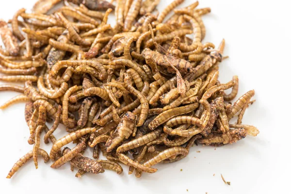 Fried Cricket Larvae Closeup — Stock Photo, Image