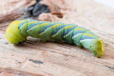 Acherontia Atropos closeup görünümü
