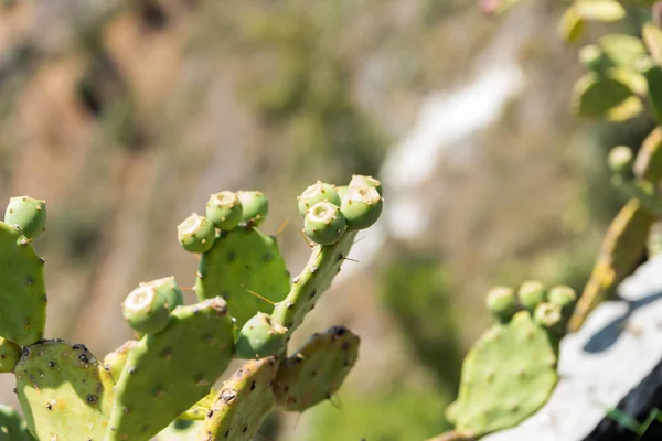 Botanical Garden Catania Sicily — Stock Photo, Image