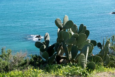 Ibiza Eivissa sayısı