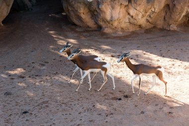 Güzel springbok antilop görünümü