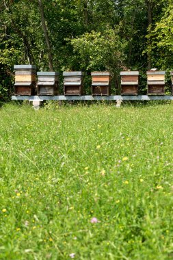 Satır bal çayırda