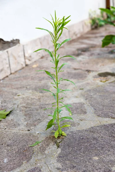 Växter Växer Cement — Stockfoto