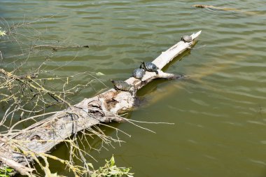 Kaplumbağalar güneşe uzandı.