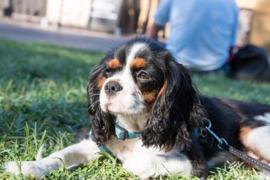 Süvari görüşünün portresi