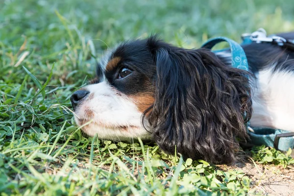 Süvari görüşünün portresi