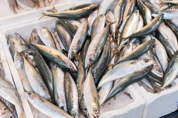 Färsk Fisk Naples Marknaden — Stockfoto