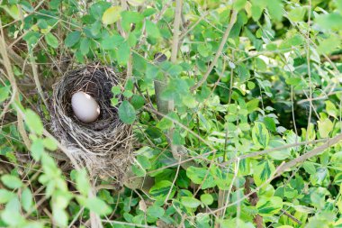Yumurtalı kuş yuvası