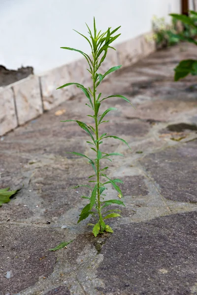 Le piante crescono nel cemento — Foto Stock