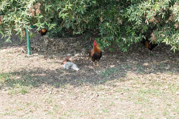 Çayırda kırmızı horoz — Stok fotoğraf