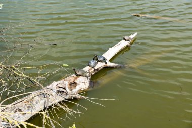 Kaplumbağalar güneşe uzandı.