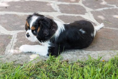 Cavalierking charles spaniel görünümü