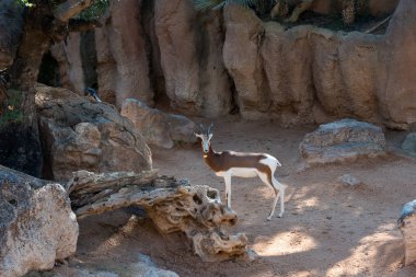 Güzel springbok antilop görünümü
