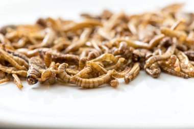 Fried kriket larva görünümü