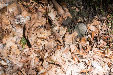 Orman dokusu içinde arazi