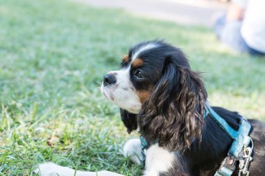 Süvari görüşünün portresi