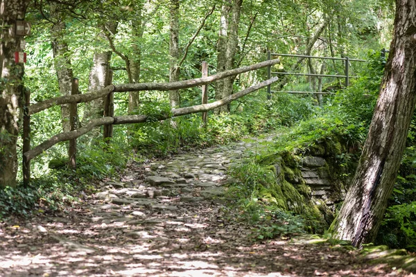 Camino en el bosque — Foto de Stock