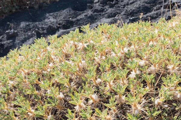 Etna táj Catania Szicília Olaszország — Stock Fotó