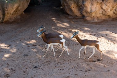 Güzel springbok antilop görünümü