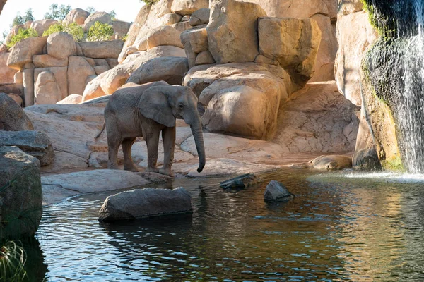 Krásný slon africký zobrazení — Stock fotografie
