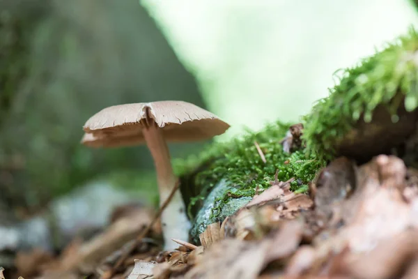 Mushroom in the woods view