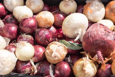 Beyaz ve kırmızı soğan