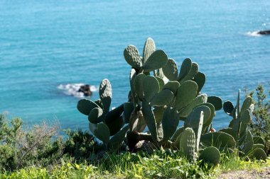 Ibiza Eivissa sayısı