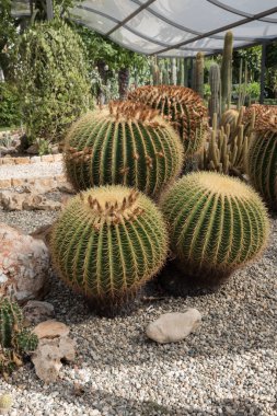 Sicilya Botanik Bahçesi